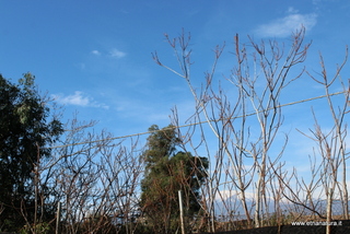 Eucalipto di Cottone